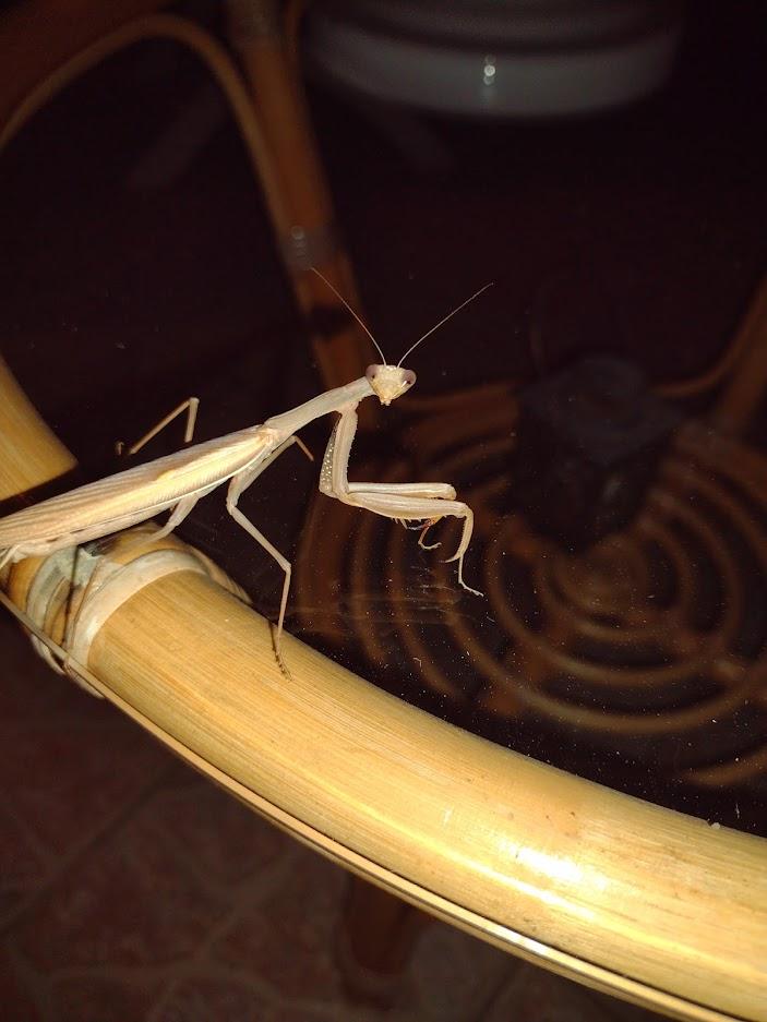 The Resident Praying Mantis at Casa Uliveto